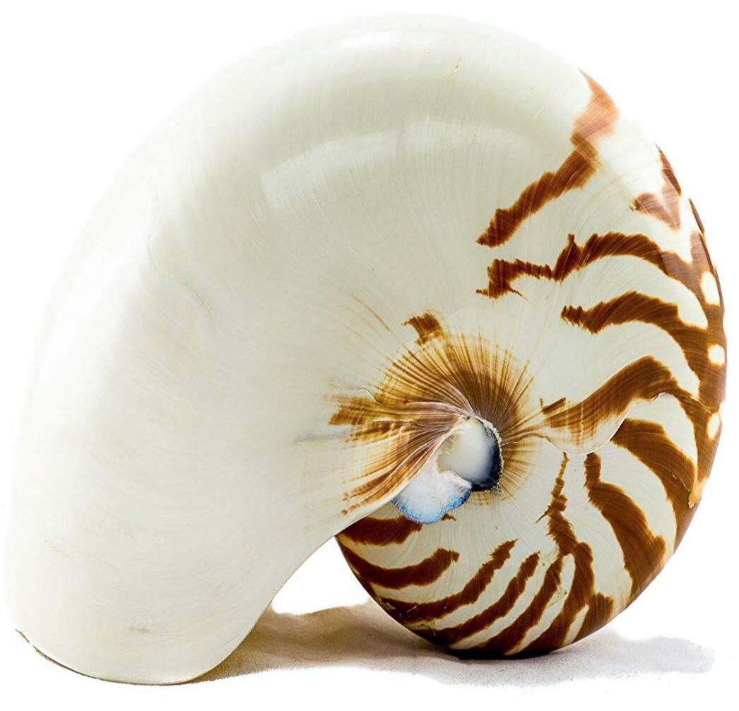 Nautilus-Deniz-Kabuğu