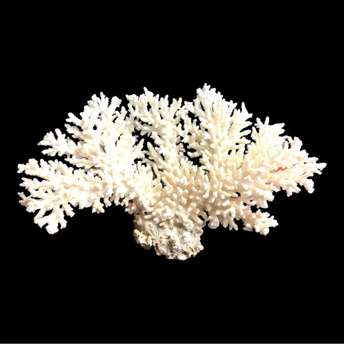 Deniz Mercanı Flovers Koleksiyon 06