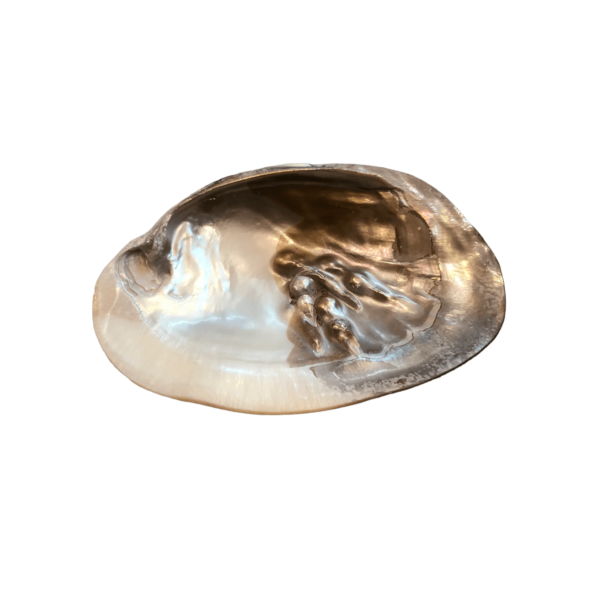 İncili Sedef Deniz Kabuğu-Tabak