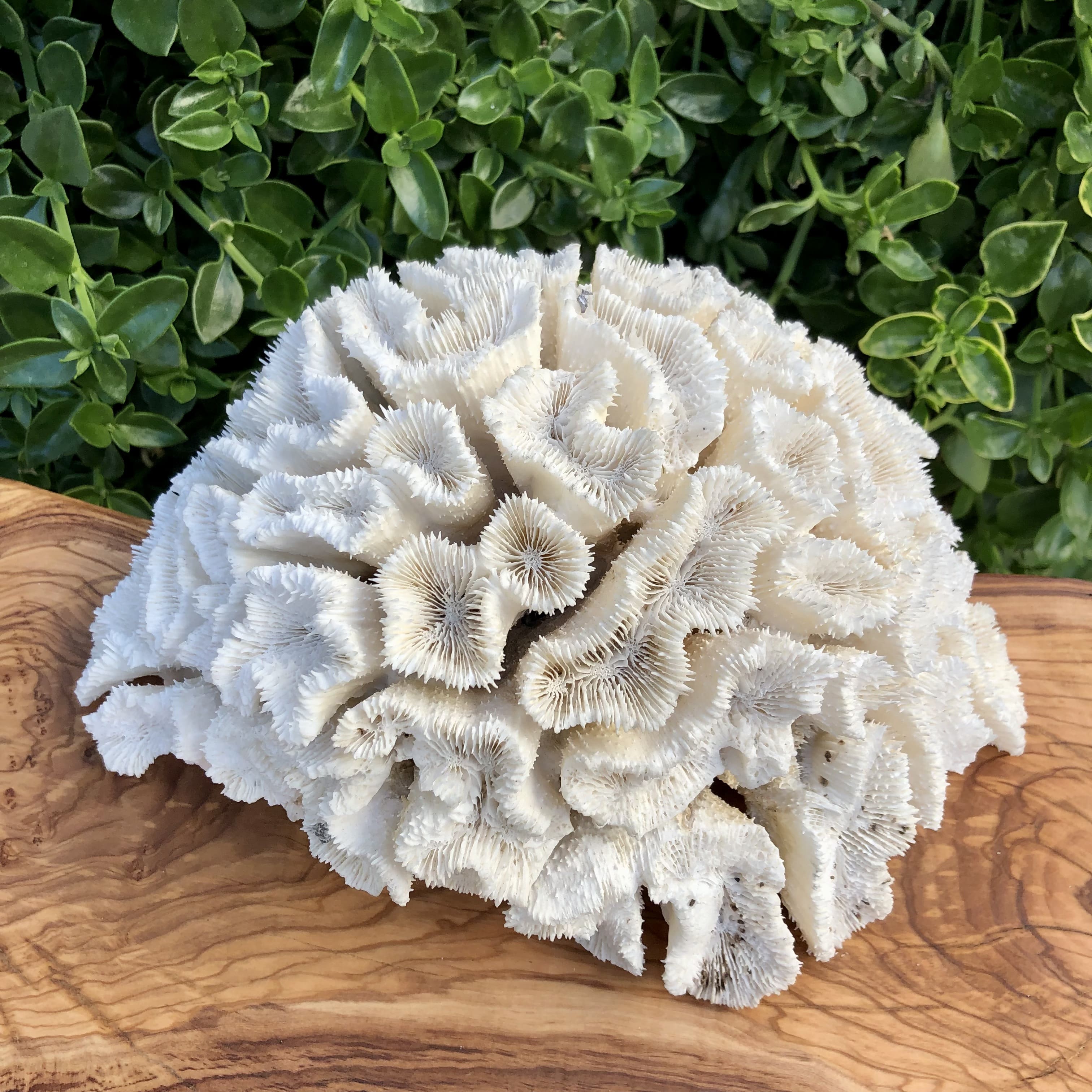 Deniz Mercanı Beyin Koleksiyon(25)