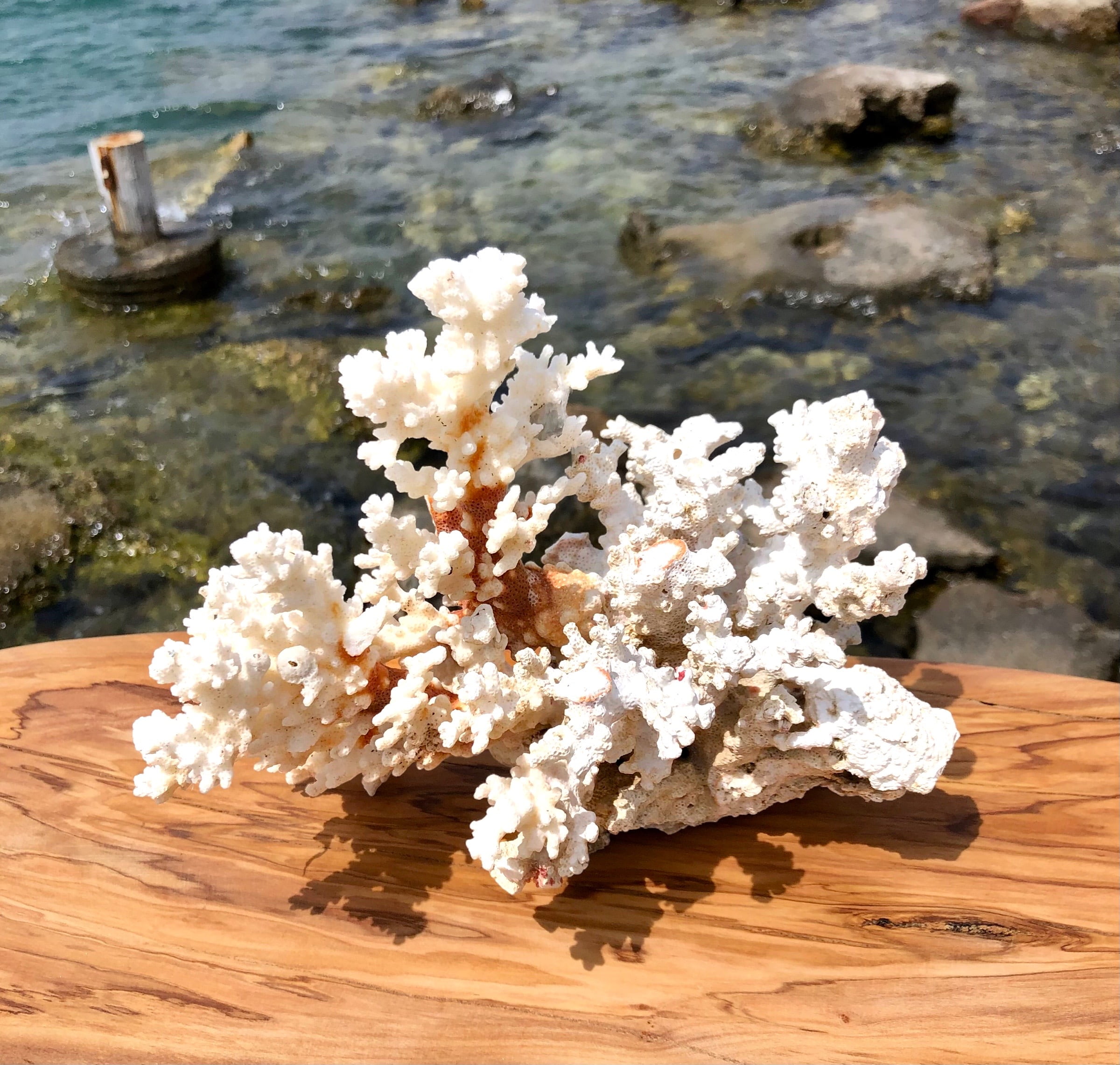 Beyaz Deniz Mercanı 20-22 CM