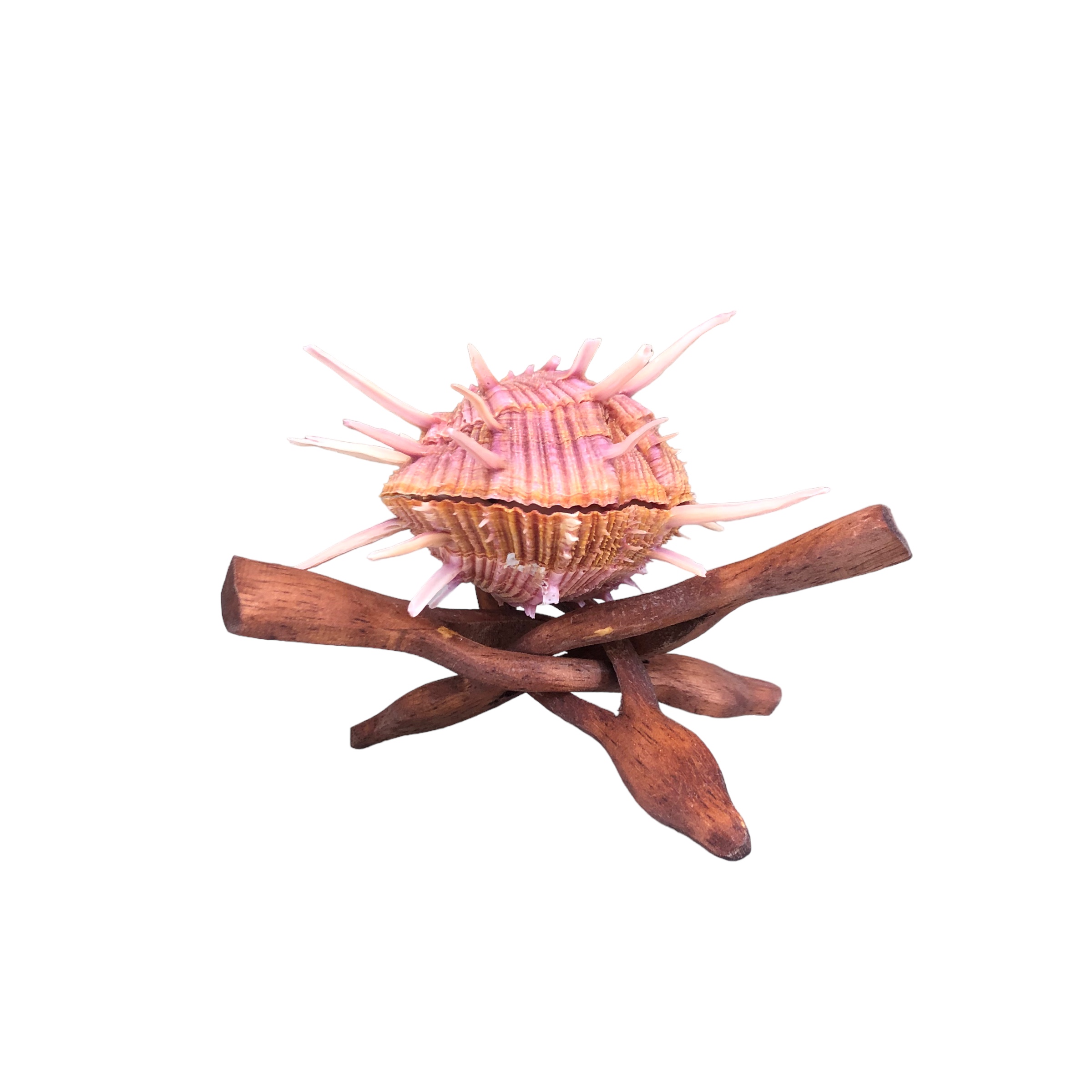 Spondylus Gaederopus Sea Shell Deniz Kabuğu - Ahşap Ayaklı