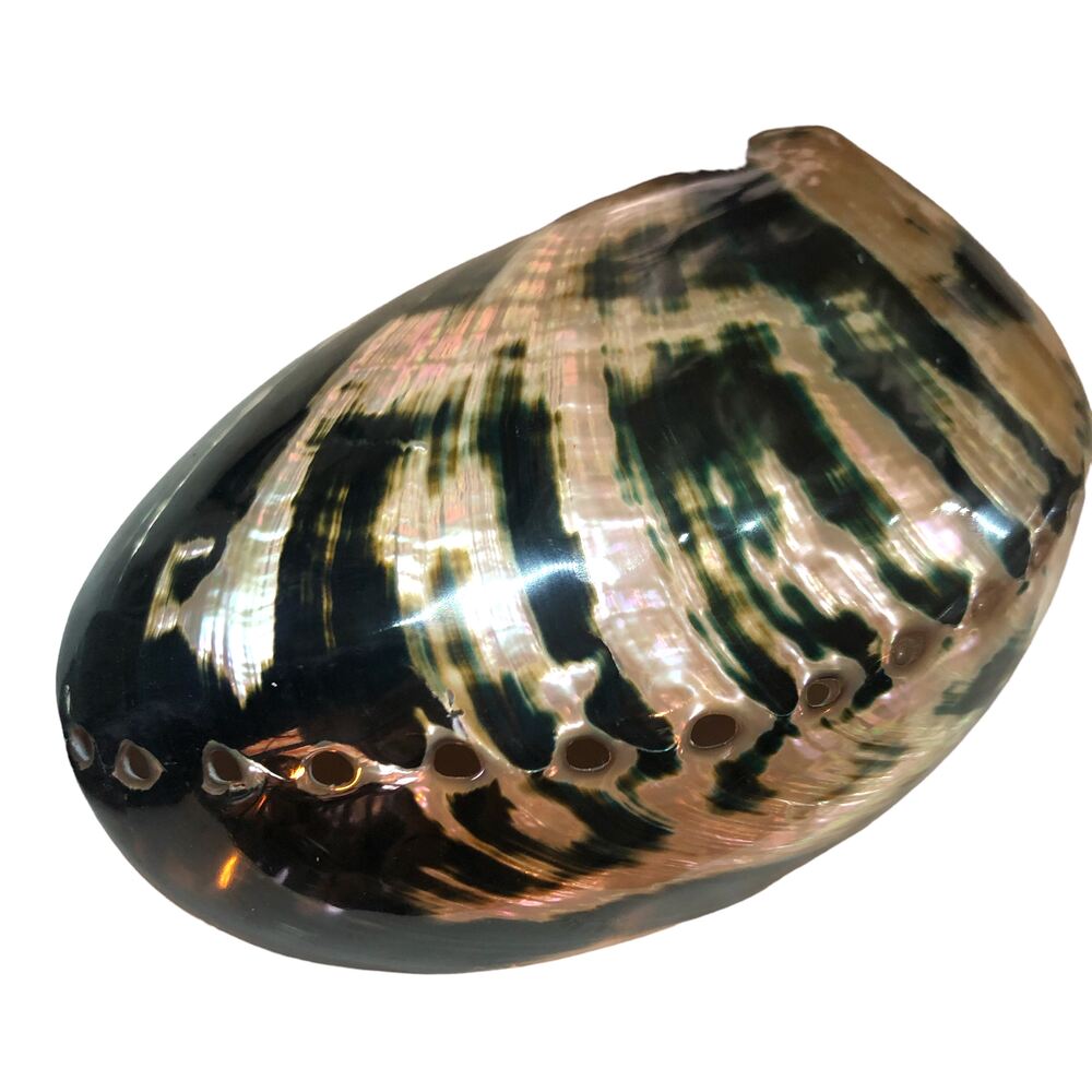Abalone Zebra Large Polish Deniz kabuğu