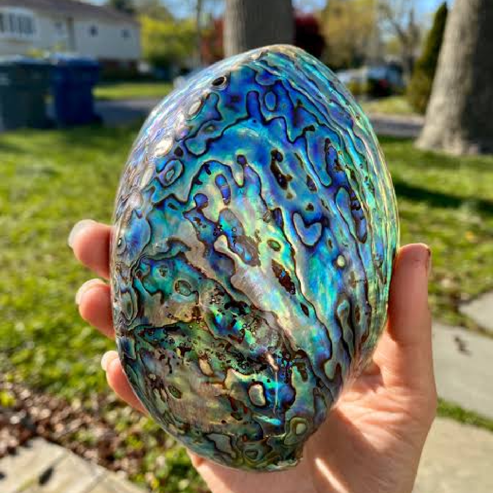 Abalone Sefef Yeşil Koleksiyon-Sedef İşlemeciliği