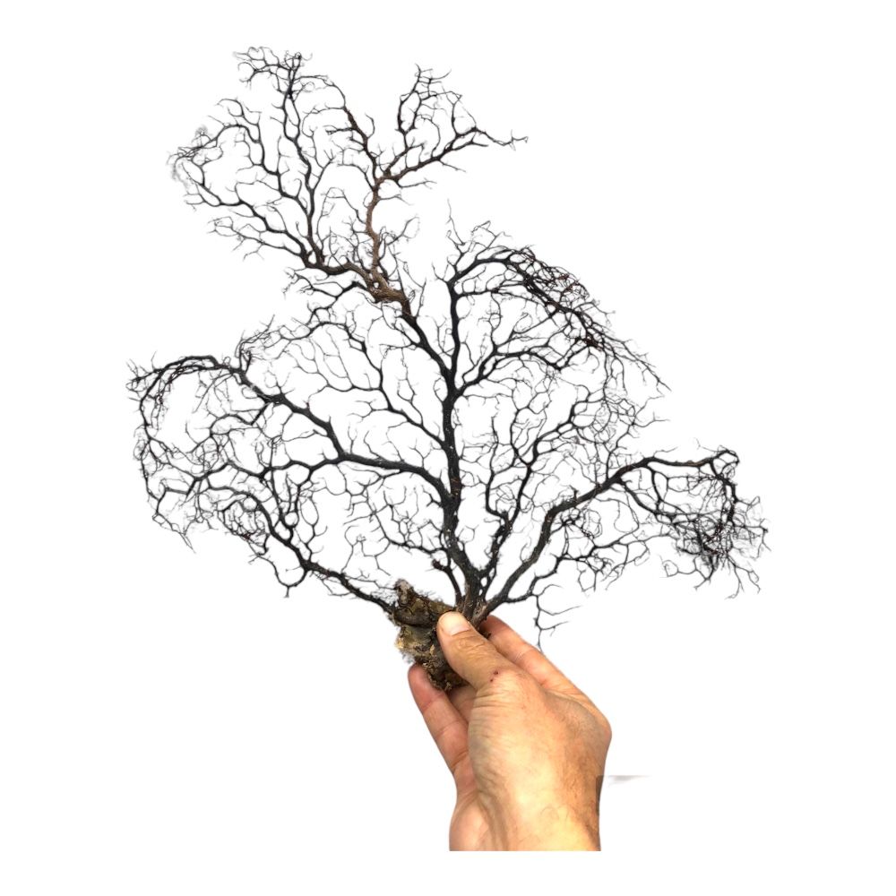 Dal Deniz  Mercanı-Ağaç Mercan 35 cm