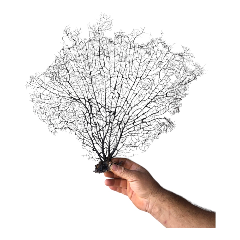 Dal Deniz  Mercanı-Ağaç Mercan 50 cm.