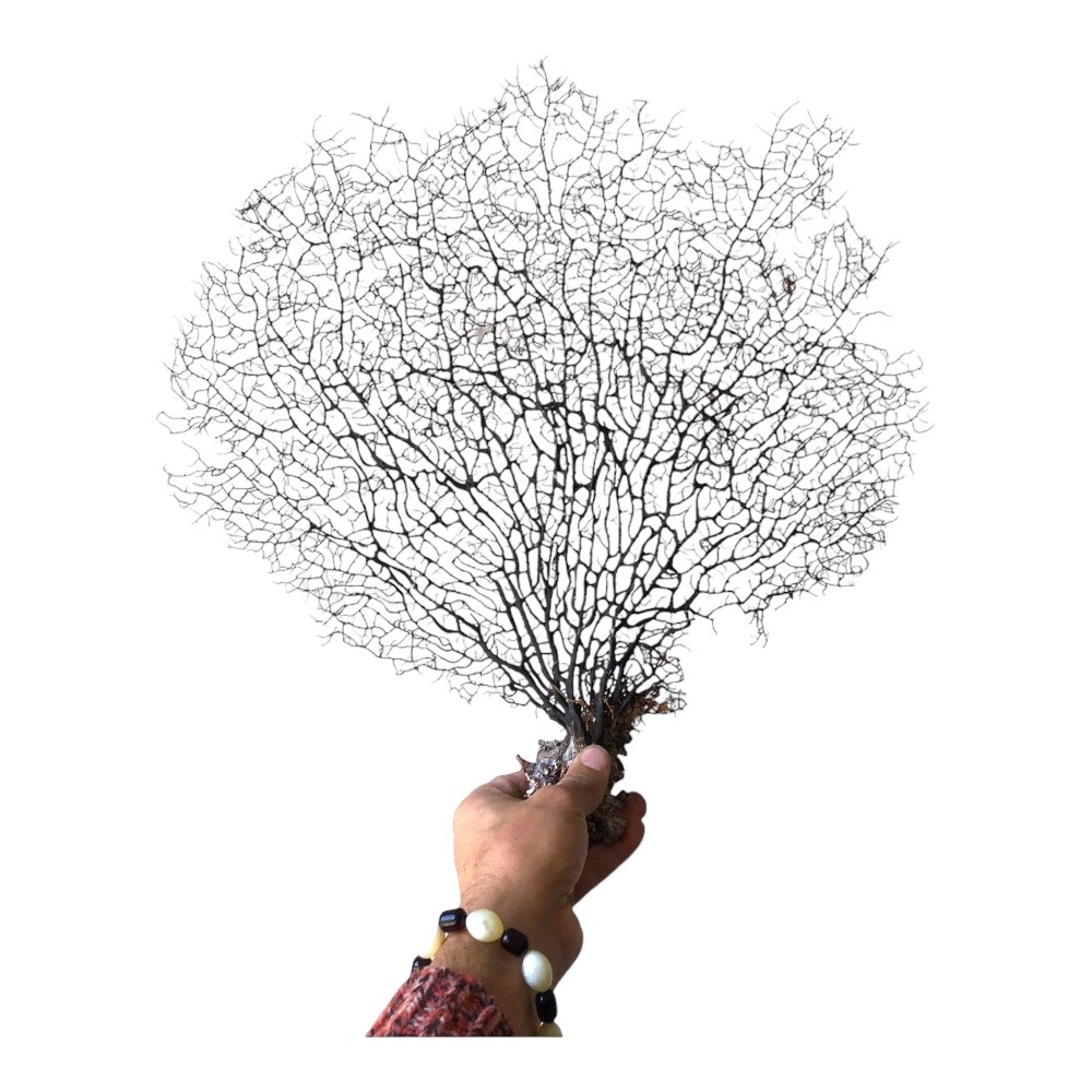 Dal Deniz  Mercanı-Ağaç Mercan 45-65 cm