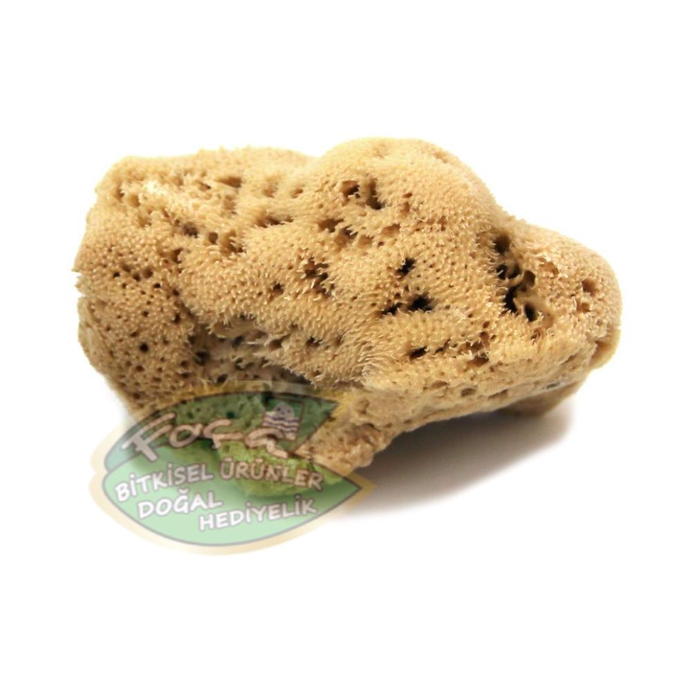 Phokaia Lokal Deniz Süngeri