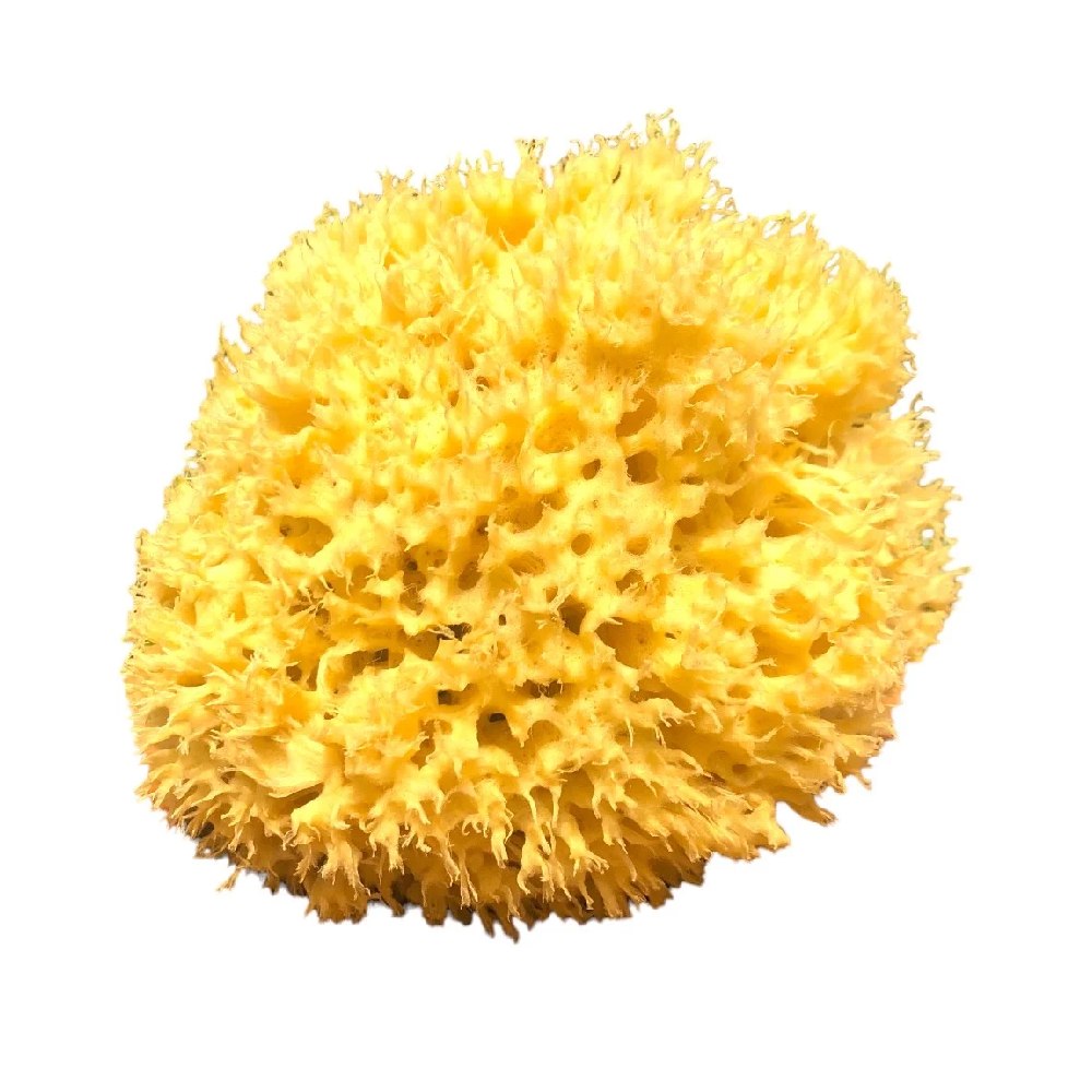 (Mediterranean) Akdeniz Deniz Süngeri Naturel 1000gr. Toptan Satış