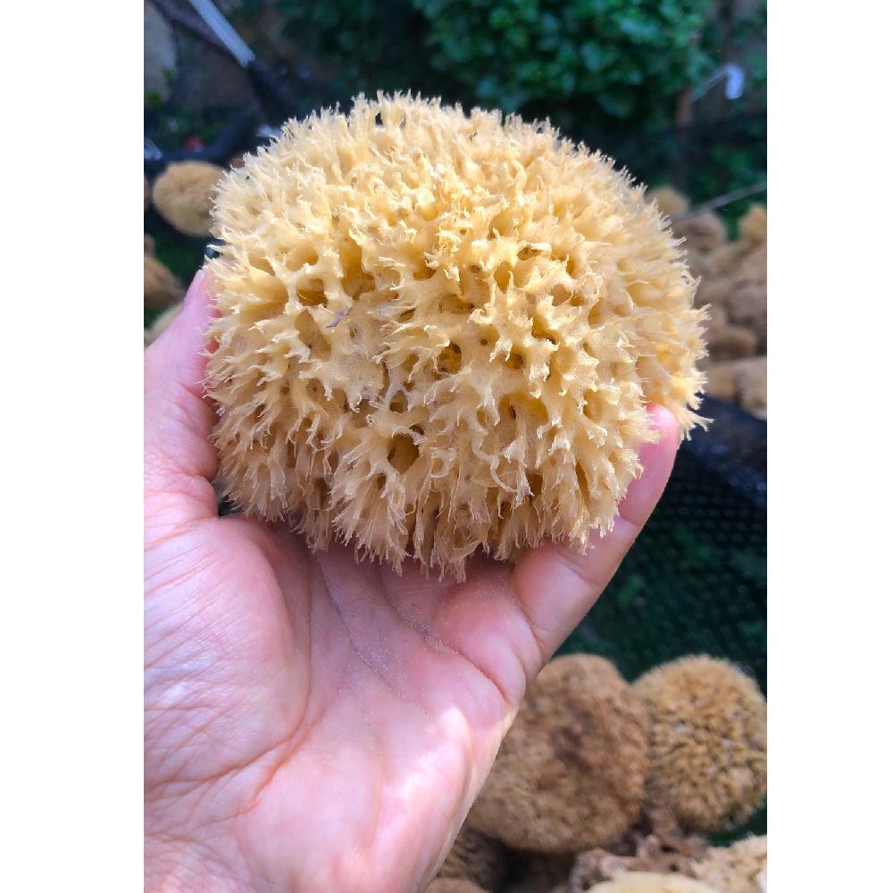 Deniz Süngeri 1. Kalite Akdeniz İpeksi- TOPTAN ADETLİ SATIŞ (10 Adet) Orta Ebat ( Avuç İçi )