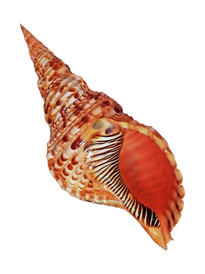 Triton Deniz Kabuğu Koleksiyon