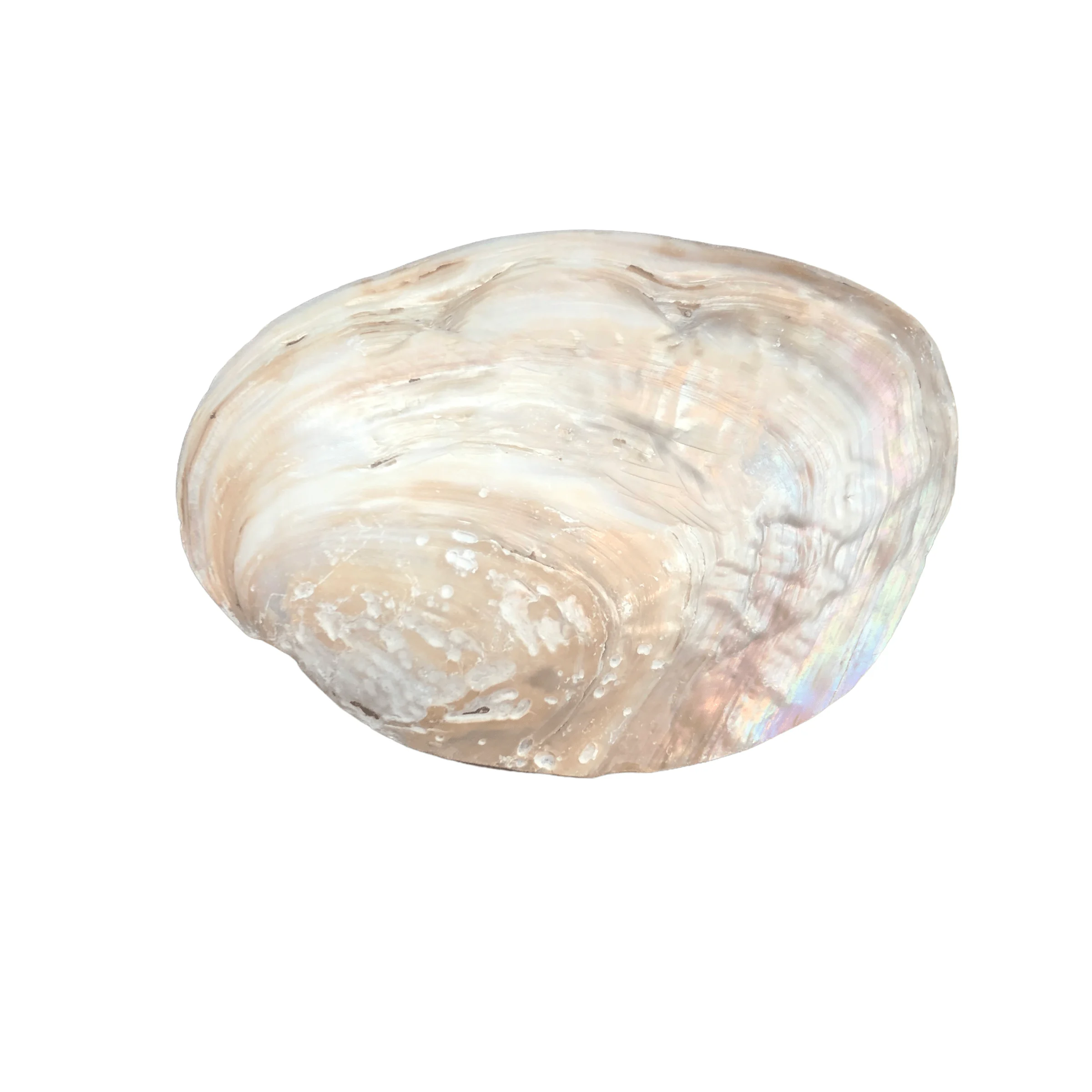 Text