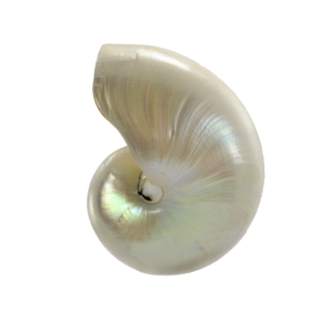 Text