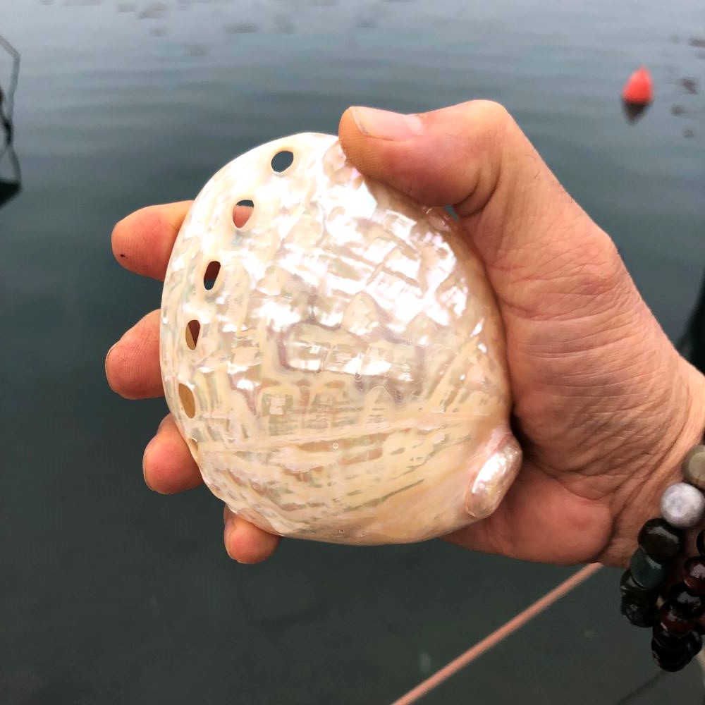 Abalone White Deniz Kabuğu