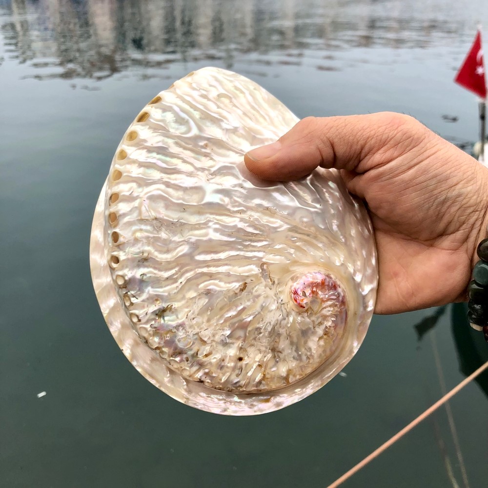Abalone Large Whitewidov Sedef Deniz kabuğu