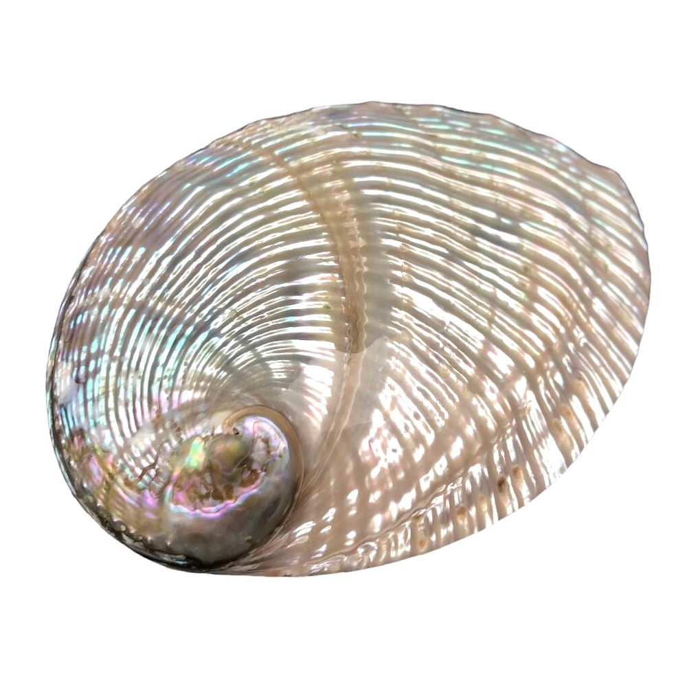 Abalone Silver Deniz Kabuğu