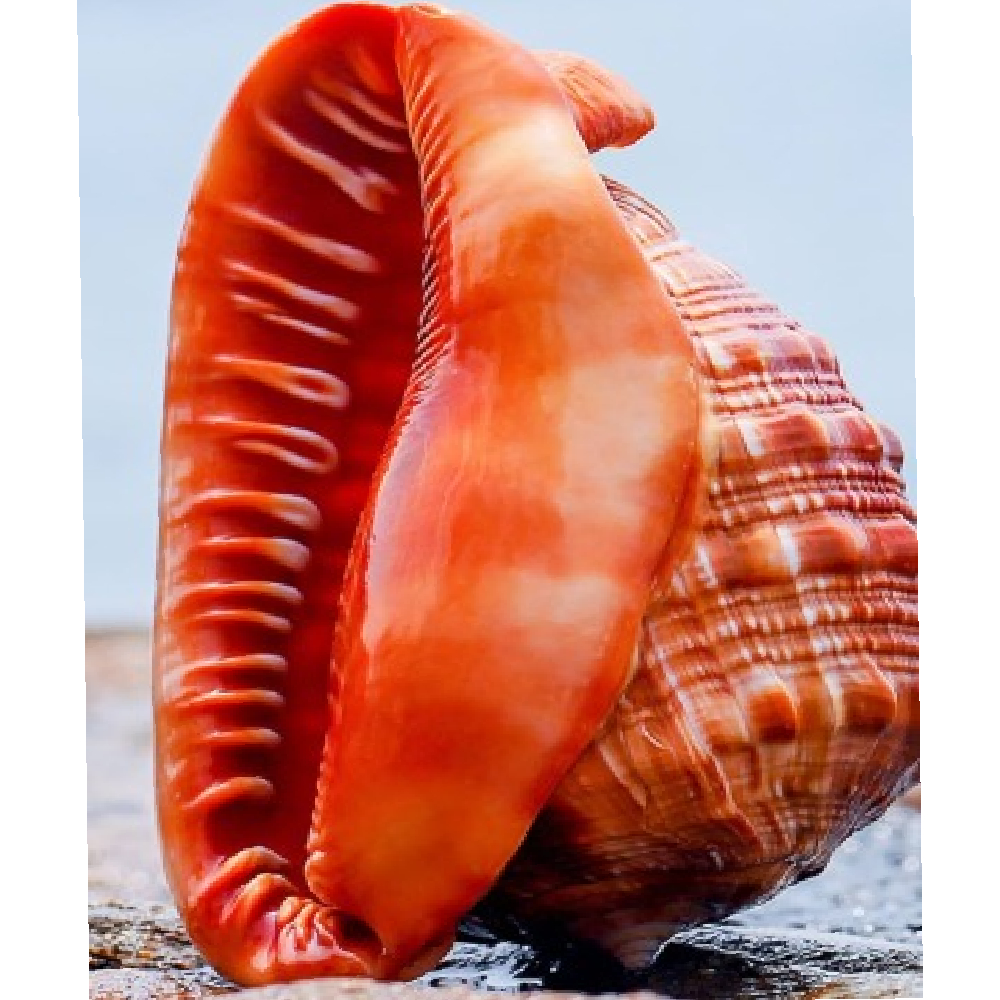 Büyük Deniz Kabuğu Cassis Rufa Koleksiyon