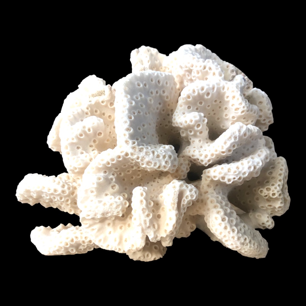 Deniz Mercanı (Saddle Carpet Anemone) Yüksek koleksiyon