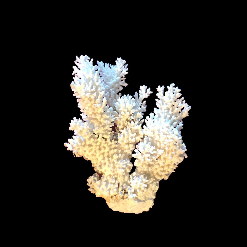 Beyaz Deniz Mercanı Lotuhanus